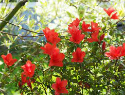Slik Holder Jeg Liv I Azalea Ar Etter Ar Planter Blomster Jul