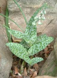 Image result for Ledebouria