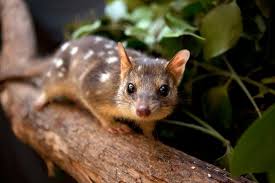 Plan To Help Kakadu S Threatened Species In Offshore Sanctuary Australian Native Animals Wild Dogs Quoll