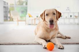 Heute geht es um intelligenzspielzeug hund und warum nur wenige minuten spielen mit dem intelligenzspielzeug für hunde deinen vierbeinigen freund mehr schafft, als 2 stunden gassi gehen. Hunde Beschaftigen Die Besten Intelligenzspielzeuge Fur Haustiere Liebenswert Magazin