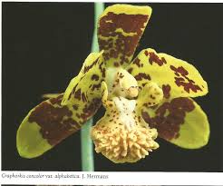 Image result for Graphorkis