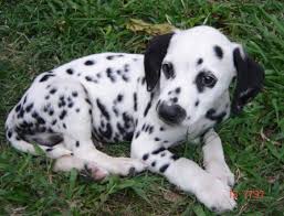 Black And Grey Spotted Dog Dalmatian By Thezombiedog Deviantart Com On Deviantart Dalmatian Puppy Cute Dogs Cute Animals