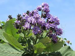 Image result for Wigandia urens