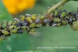 Le savon noir peut être utilisé comme un. Le Savon Noir Comme Insecticide Jardins De France