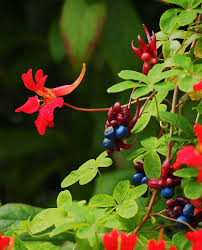 Image result for Tropaeolaceae