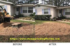 Stump Grinding In Jacksonville Plains Landscape Tree Trimming Service Stumped