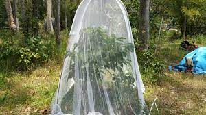 If hand up the vineyard also an protect it from the hial damage, or you can tie up the net with both sides. Forum Bird Netting For Fruit Trees