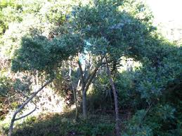 Image result for Diospyros dichrophylla