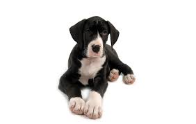 Black And White Dots Dog Name Crazy Cool Black And White Dog Names 37 Perfect Ideas Great Dane Puppy Dane Puppies Baby Great Dane