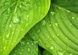1000 Beautiful Green Background Photos Pexels Free Stock Photos , green background hd desktop wallpaper high definition × 2560×1600. 1000 beautiful green background photos