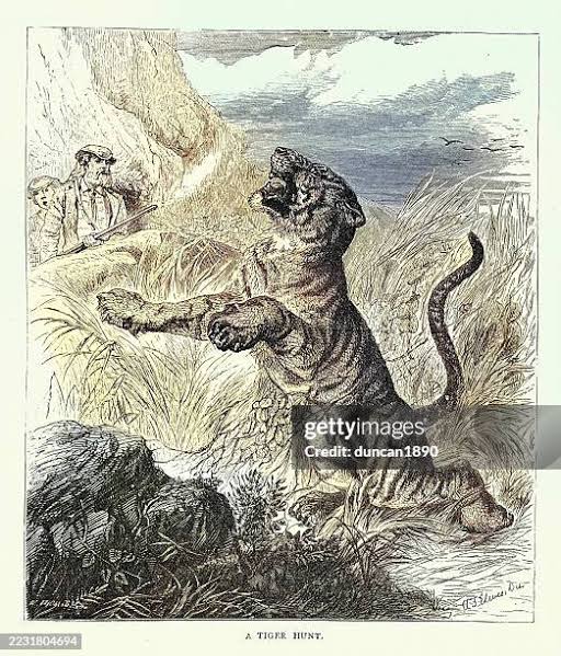 Victorian Big Game Hunter Shooting A Tiger India 19th Century High-Res Vector Graphic - Getty Images