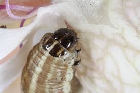 Image result for Hadena perplexa