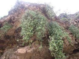 Image result for Capparis cartilaginea