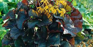 Image result for Lellingeria oosora