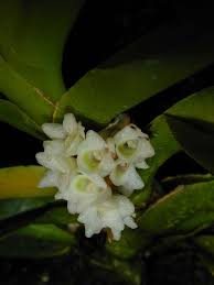 Image result for Ancistrorhynchus