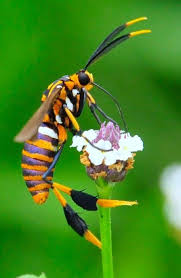 Black And Orange Bug That Looks Like A Wasp Texas Wasp Moth Its A Moth That Looks Like A Wasp Genius Mimciking Defense Animals Beautiful Bugs Insects