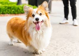 Gallery: UCLA and Westwood community share stories of their dogs