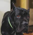 The Colors of the Cane Corso - Black Pearl Cane Corso