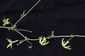 Image result for Trochomeria