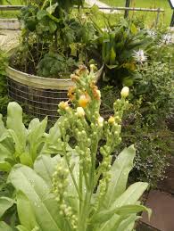 Image result for Lactuca indica