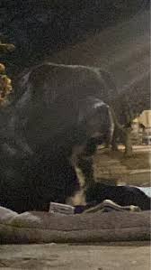 This poor intact male dog has been roaming my neighborhood for over 4 days.  He cries when he approaches you — I think he is telling me he is lost 8th &