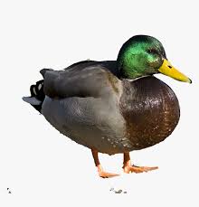 Maybe you would like to learn more about one of these? Duckling Clipart Wetland Animal Find Pictures Of Dead Ducks Hd Png Download Kindpng