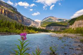 Get direct access to discover camping through official links provided below. How To Hike The Epic Berg Lake Trail In Mount Robson Provincial Park The Banff Blog