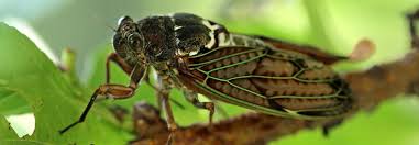 Common noninsect arthropod pests of plants or people in the garden. Can Eating Cicadas Solve The Sustainable Protein Problem