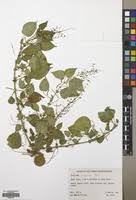 Image result for Acalypha racemosa