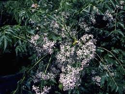 Maybe you would like to learn more about one of these? Texas Invasives