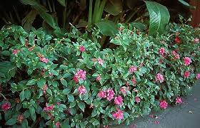 Pin On Plants For Houston
