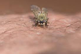 Horsefly Bites Identification And Treatment