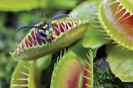 In fact, they've got the entire. Tree Gardening Guide Not Included Organic Soil Mix Kit Planting Pots Grow Tray Unique Indoor Plants Garden Gift Venus Fly Trap Seed Starter Plant Indoors Set Includes 100ct Carnivorous Seeds Trees