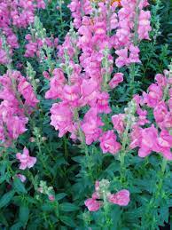 Snapdragon Rocket Rose | All-America Selections