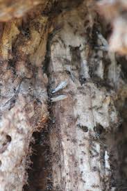 2 questions for the group What kind of bug do we have here