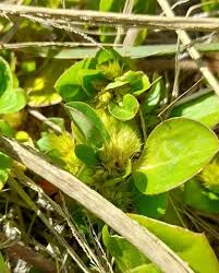 Image result for Alternanthera pungens