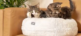 De ich halte es für tierquälerei, eine katze im haus zu halten. Wie Sie Ihr Haus Sauber Halten Wenn Sie Mit Einer Katze Leben Der Omlet Deutschland Blog