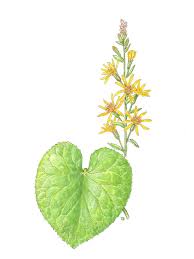 Image result for Ligularia sibirica