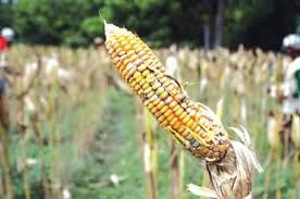 Maybe you would like to learn more about one of these? Inspirasi Pertanian Jenis Penyakit Pada Tanaman Jagung 1 Bulai Gejala Penyakit Ini Terjadi Pada Permukaan Daun Jagung Berwarna Putih Sampai Kekuningan Diikuti Dengan Garis Garis Klorotik Dan Ciri Lainnya Adalah Pada Pagi