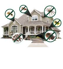 Their years of experience as well as knowledge is second to none. Pest India Solution Pest Control In Kalyan Kalyan Best Pesat Control In Kalyan Kalyan Cockroach Termite Bedbugs Rodent