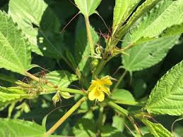 Image result for Corchorus olitorius