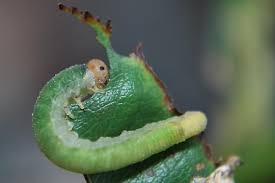 Rose petals make a useful cooking or skincare vinegar. Caterpillar Eating My Roses Allantus Cinctus Bugguide Net