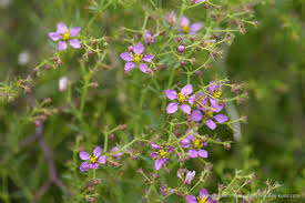 Image result for Fagonia