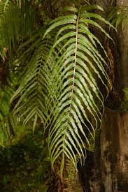 Image result for Stenochlaena