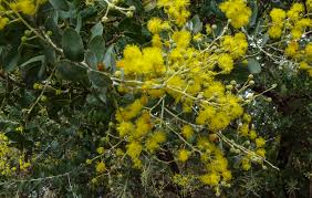Image result for Acacia podalyriifolia