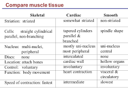 muscles and muscle tissue ppt video online download