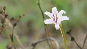 Image result for Crinum paludosum