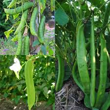 Image result for Canavalia ensiformis