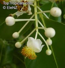 Image result for Calophyllum inophyllum