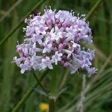 Image result for Valeriana capensis